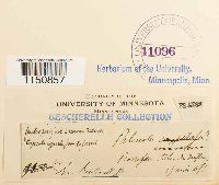 Philonotis marchica image