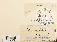 Philonotis marchica image