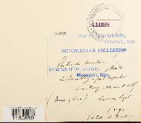 Philonotis marchica image