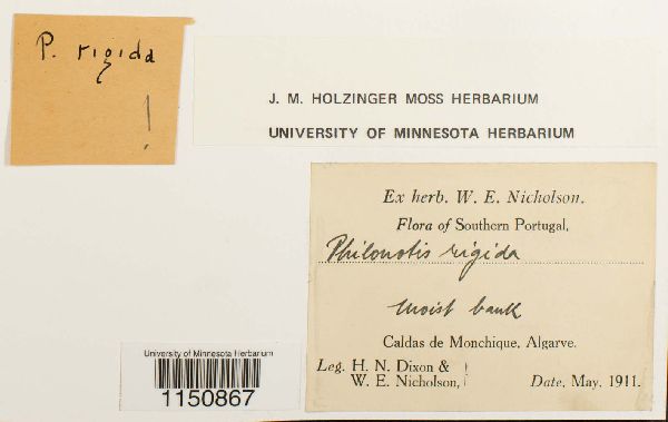 Philonotis rigida image