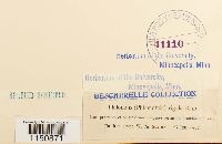 Philonotis rigida image