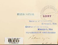 Philonotis rigida image