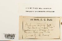 Media resource of Philonotis angusta