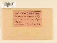 Thumbnail image of current specimen