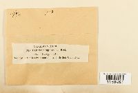 Paludella squarrosa image