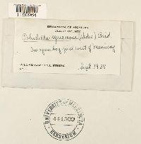 Paludella squarrosa image