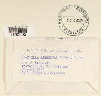 Paludella squarrosa image