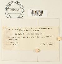 Paludella squarrosa image