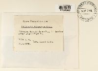 Paludella squarrosa image