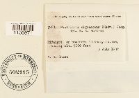 Papillaria nigrescens image