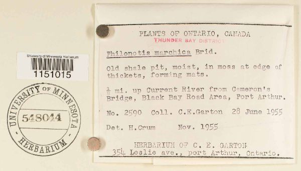 Philonotis marchica image