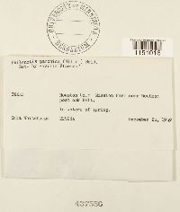 Philonotis marchica image