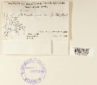 Philonotis marchica image