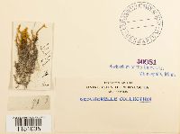 Philonotis fontana image