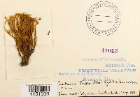 Philonotis fontana image