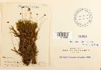 Philonotis fontana image