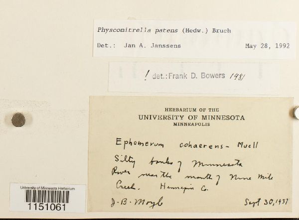 Physcomitrella patens image