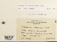 Media resource of Physcomitrella patens