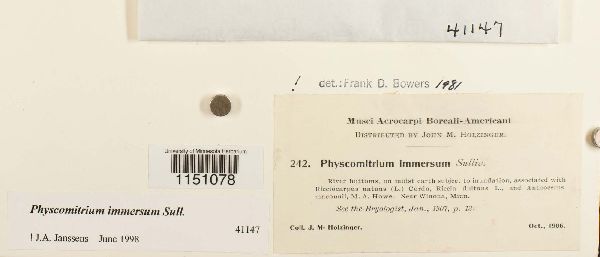 Physcomitrium immersum image