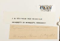 Physcomitrium immersum image