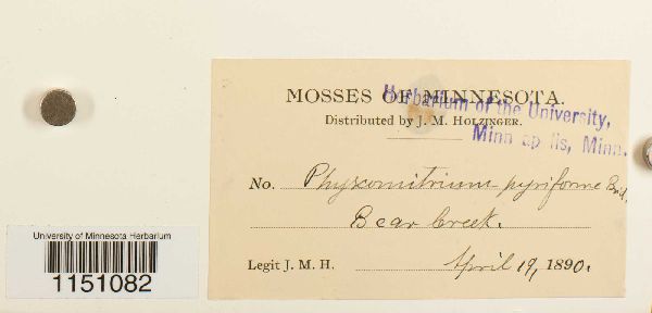 Physcomitrium pyriforme image