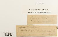 Physcomitrium pyriforme image