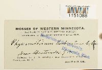 Physcomitrium pyriforme image