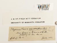 Physcomitrium pyriforme image