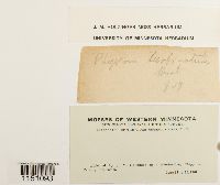 Physcomitrium pyriforme image