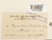 Physcomitrium pyriforme image