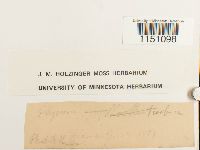 Physcomitrium pyriforme image