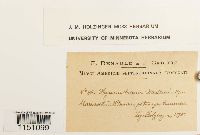 Physcomitrium pyriforme image