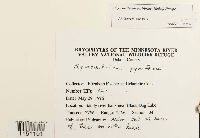 Physcomitrium pyriforme image