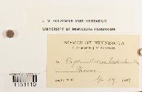 Physcomitrium pyriforme image