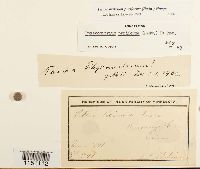 Physcomitrium pyriforme image