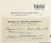 Physcomitrium pyriforme image