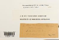 Physcomitrium pyriforme image