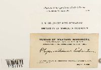 Physcomitrium pyriforme image