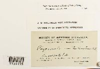 Physcomitrium pyriforme image