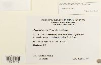 Physcomitrium pyriforme image