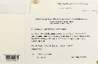 Physcomitrium pyriforme image