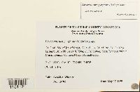 Physcomitrium pyriforme image