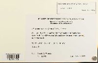 Physcomitrium pyriforme image