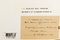 Physcomitrium pyriforme image