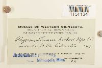 Physcomitrium pyriforme image
