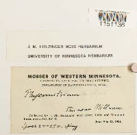 Physcomitrium pyriforme image