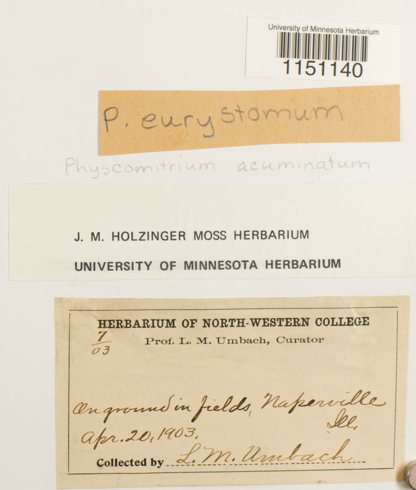 Physcomitrium eurystomum image