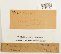 Physcomitrium pyriforme image