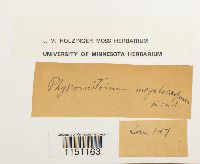 Physcomitrium pyriforme image