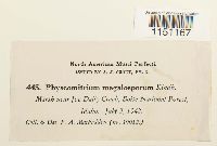 Physcomitrium pyriforme image